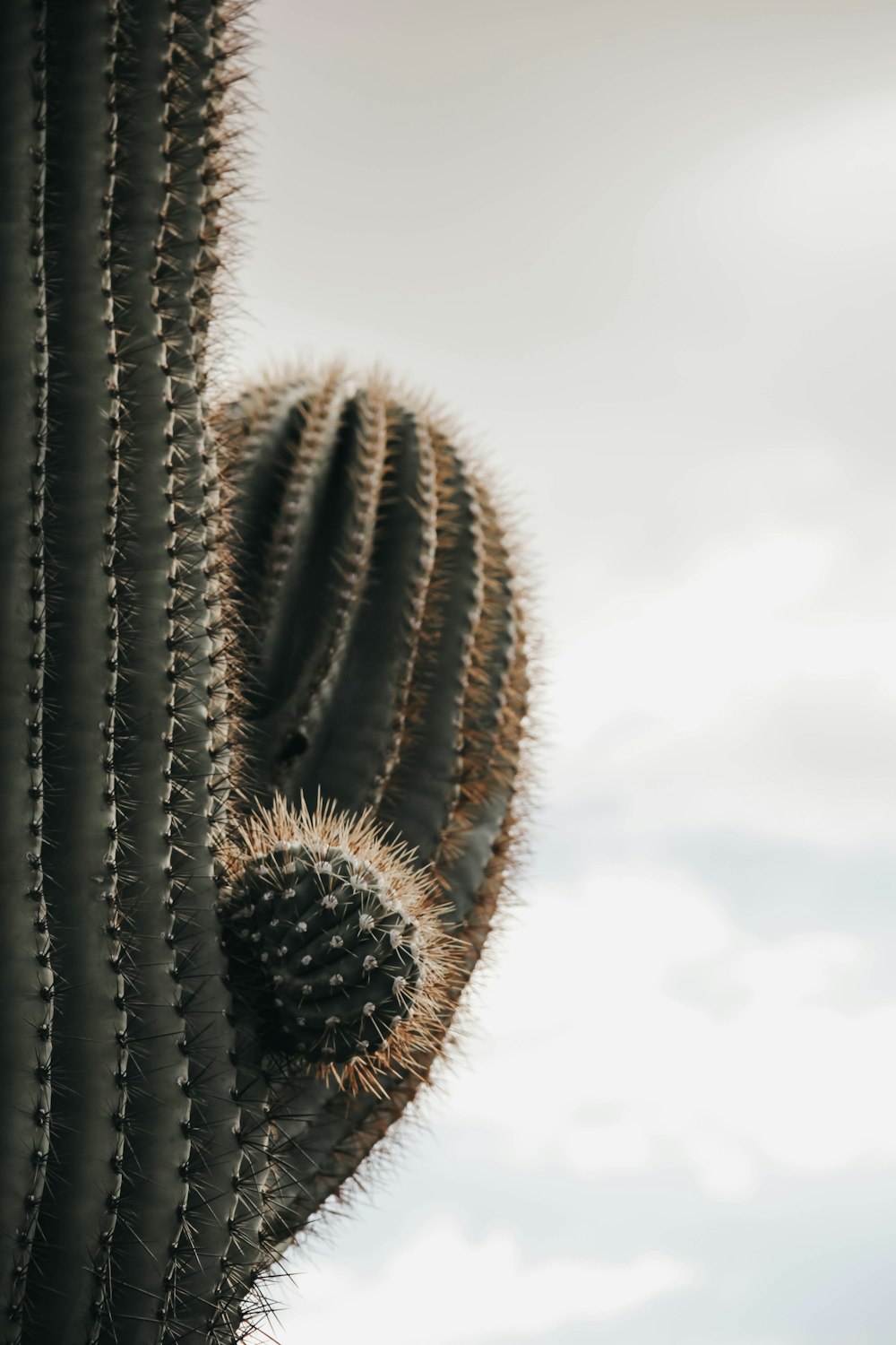 pianta di cactus