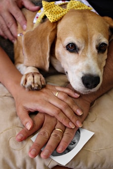 A dog with a yellow polka-dot bow is resting its paw on a person's hand. Both the dog and the hand are placed on a pillow. The hand holds a small photograph. The image conveys a sense of comfort and companionship.
