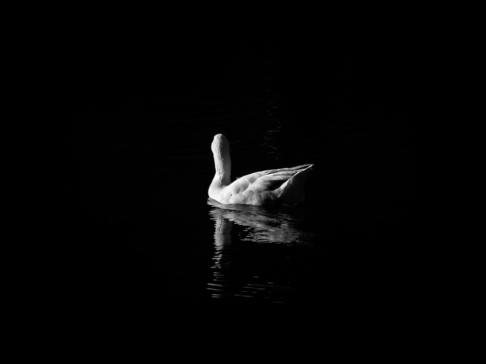 white duck in body of water