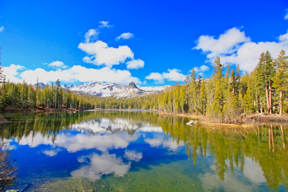 water mirror reflection of pine tree forest at daytime