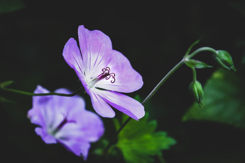 Photo de mise au point sélective d’une fleur aux pétales violets