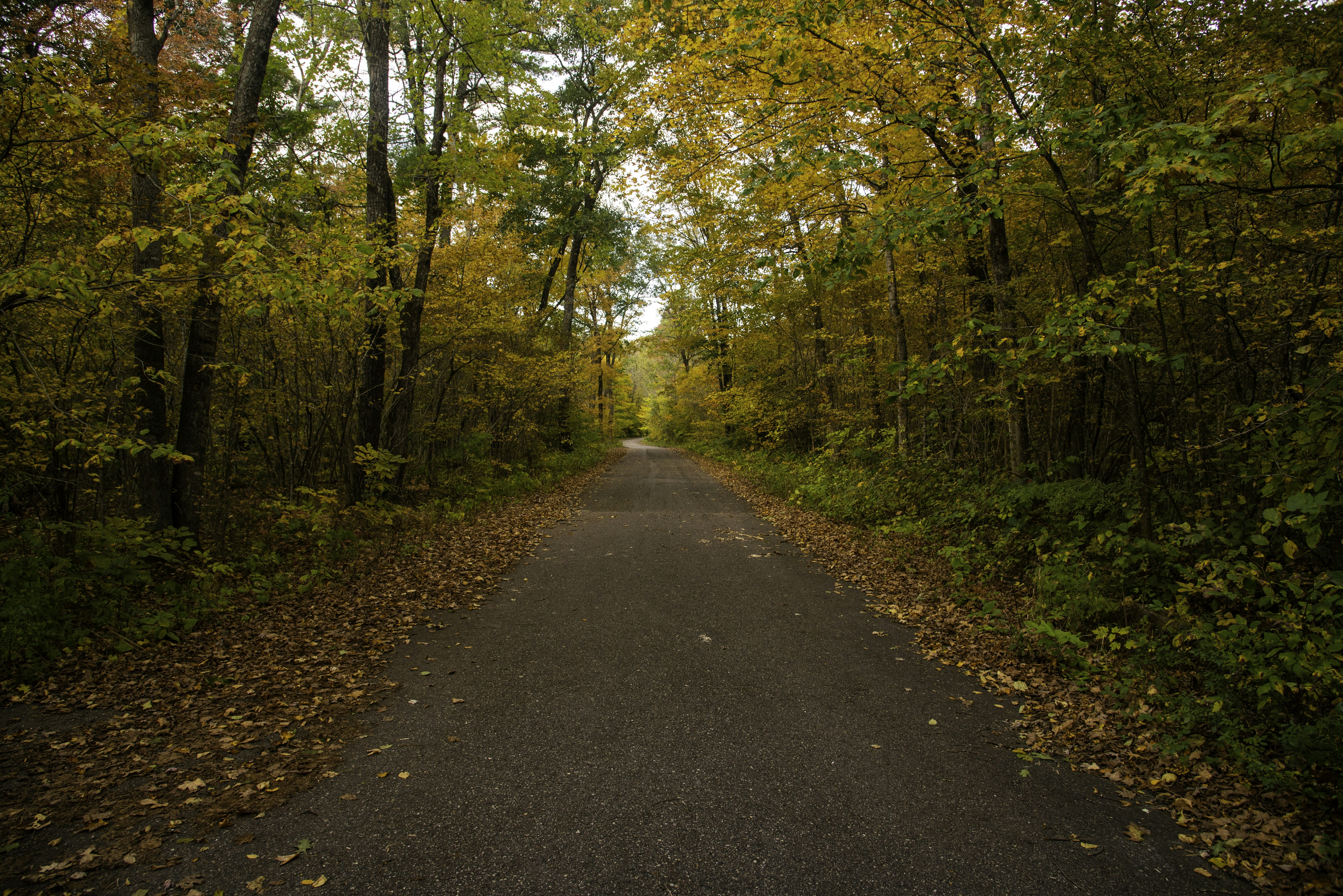 pathway between trees during daytime
