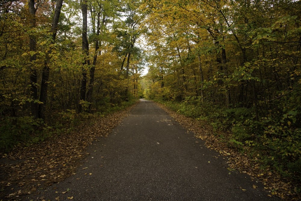 pathway between trees during daytime