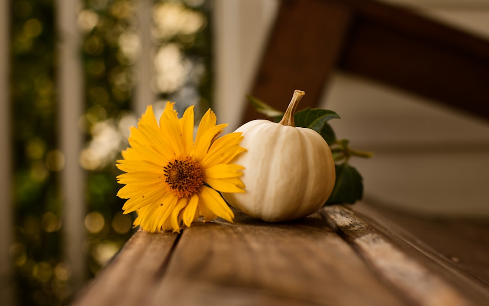 daisy flower beside pumpkin