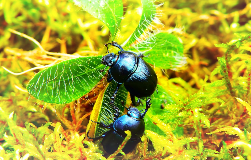 two black dung beetles