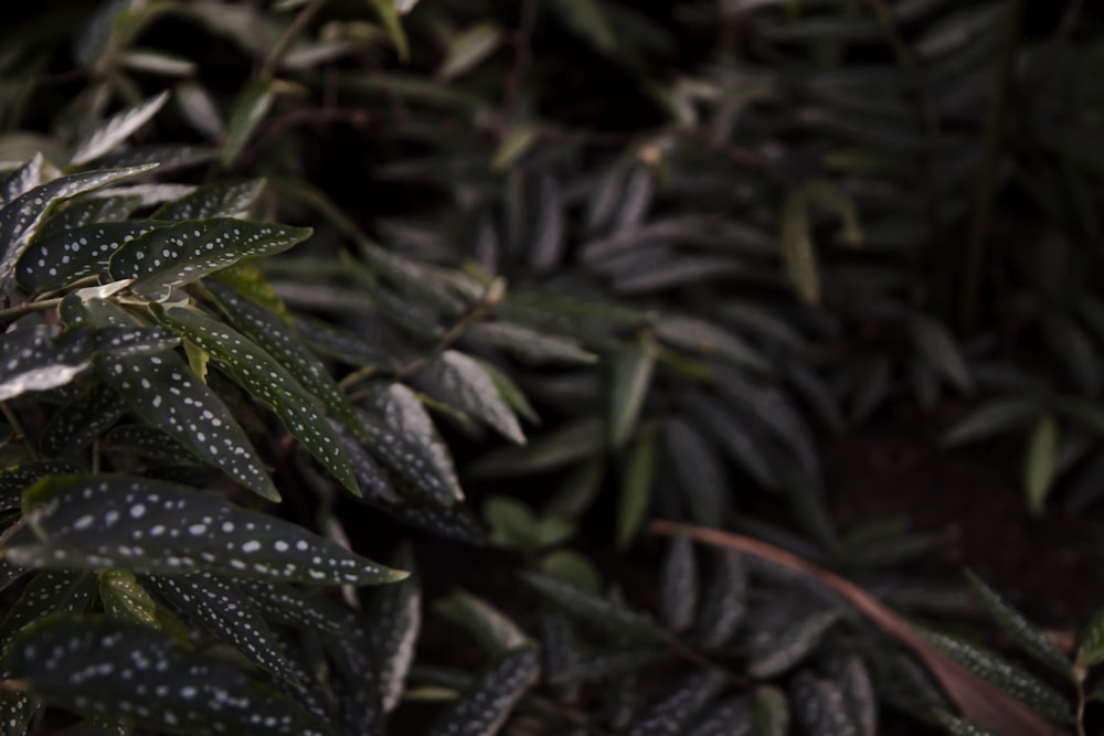 selective focus photography of begonia plants