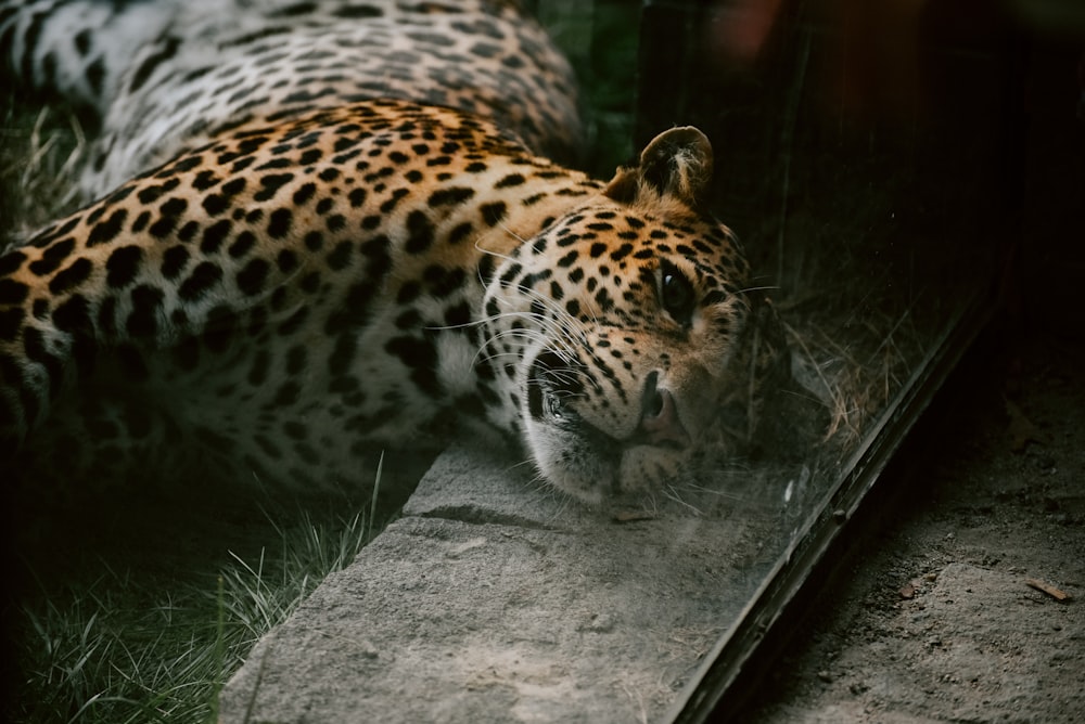 Foto de enfoque selectivo de leopardo acostado sobre pavimento de concreto gris y hierba verde
