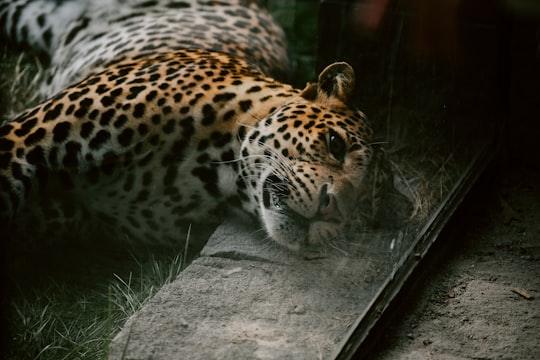 selective focus photo of leopard lying on gray concrete pavement and green grass in Pairi Daiza Belgium