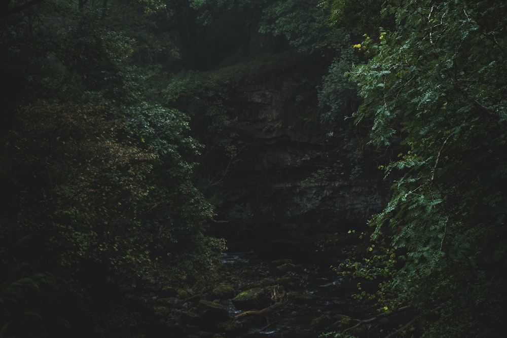 green leafed trees