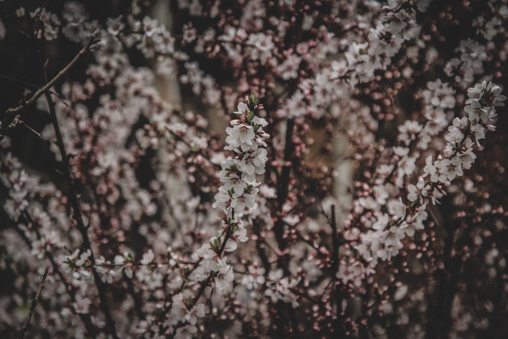 white flowers