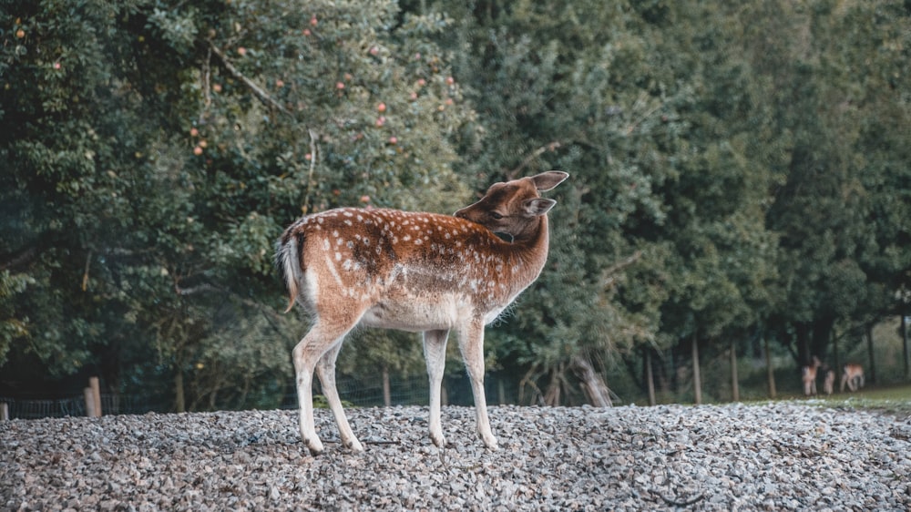 brown deer