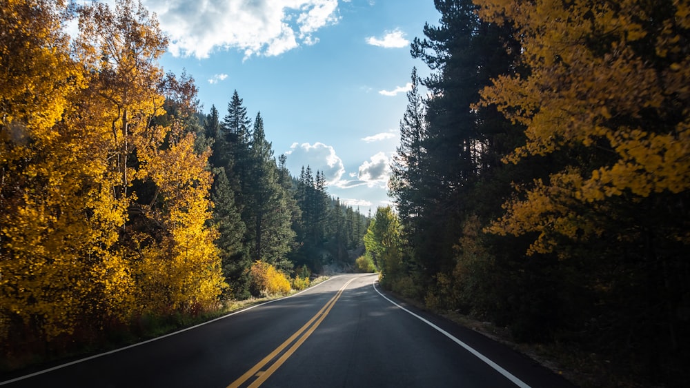 landscape photography of trees