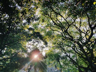 Sunlight filtering through dense green foliage of a mature tree.