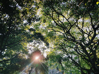 Sunlight filtering through dense green foliage of a mature tree.