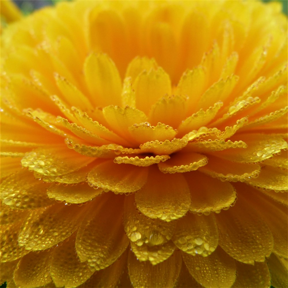 close-up photography of yellow-petaled flower