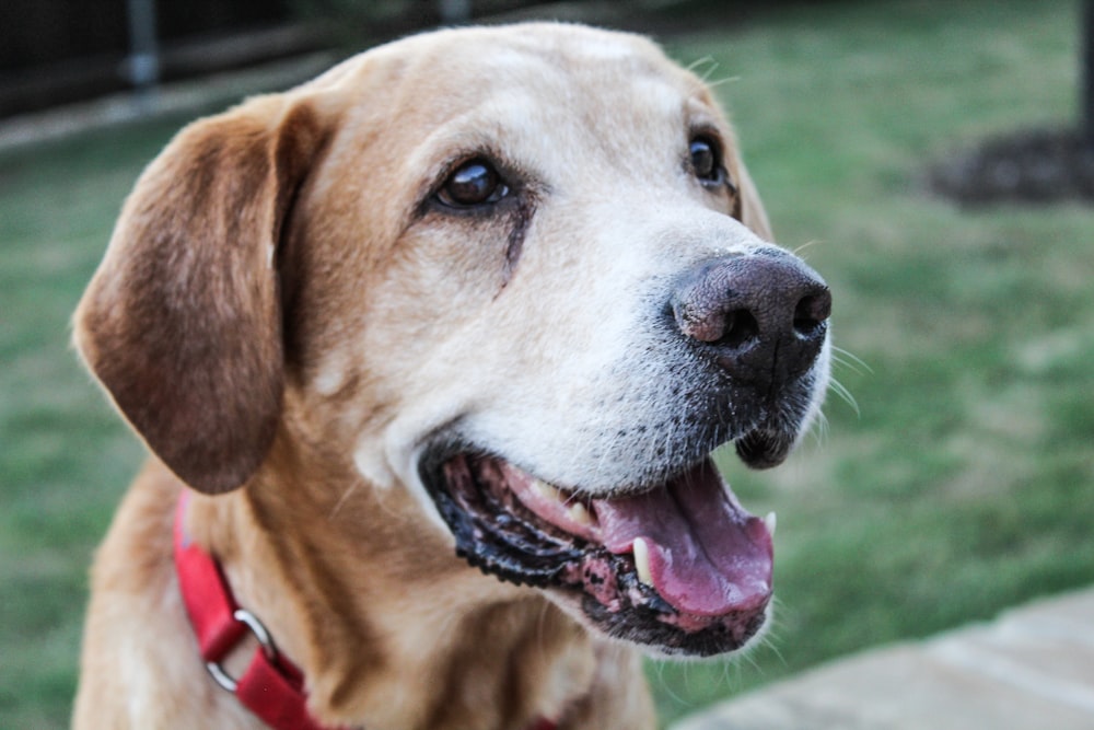 selective focus photography of tan dog