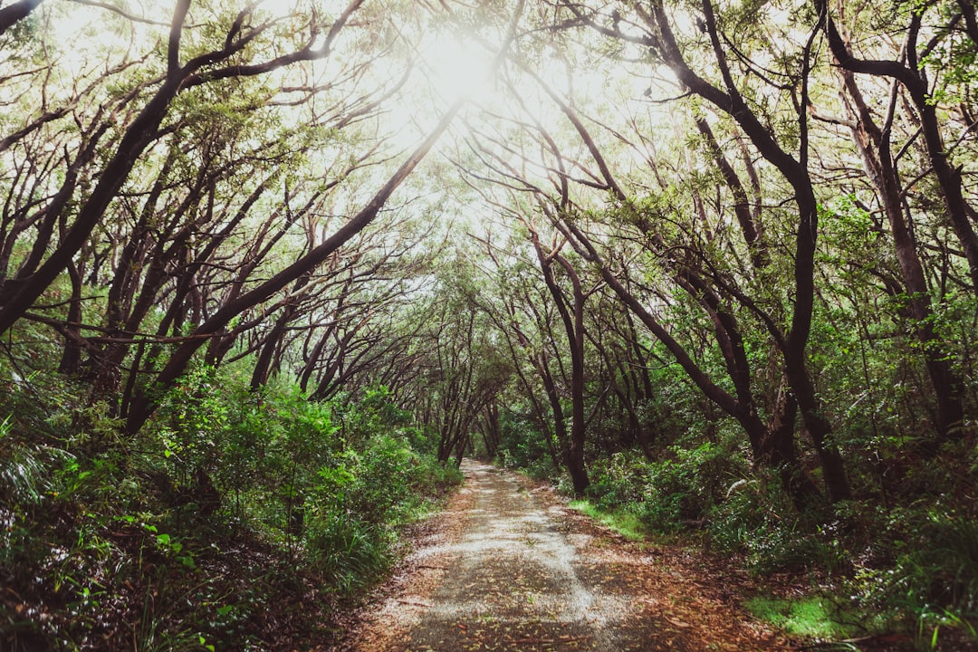 Forest photo spot Lighthouse Rd Australia