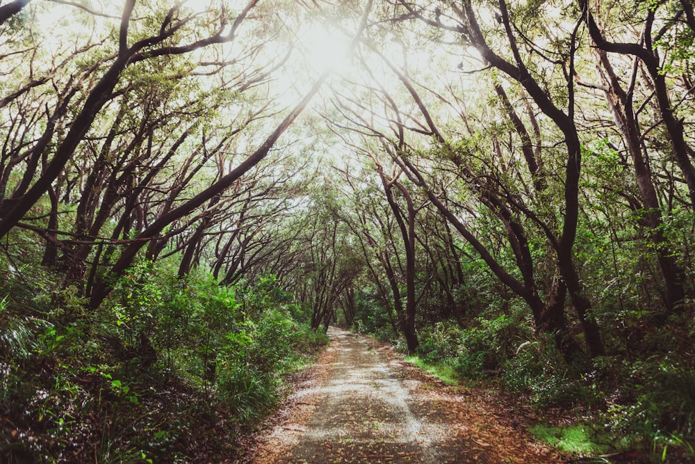 pathway surrounded with trees