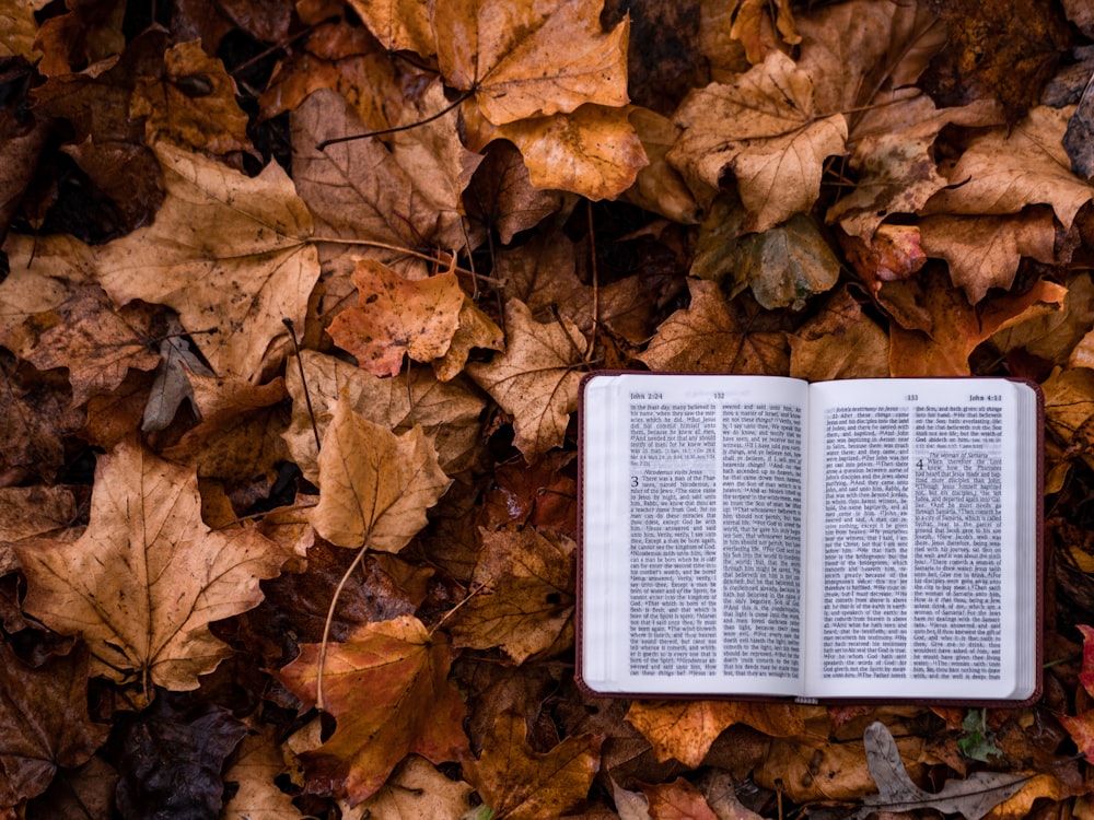 open book on dry leaves