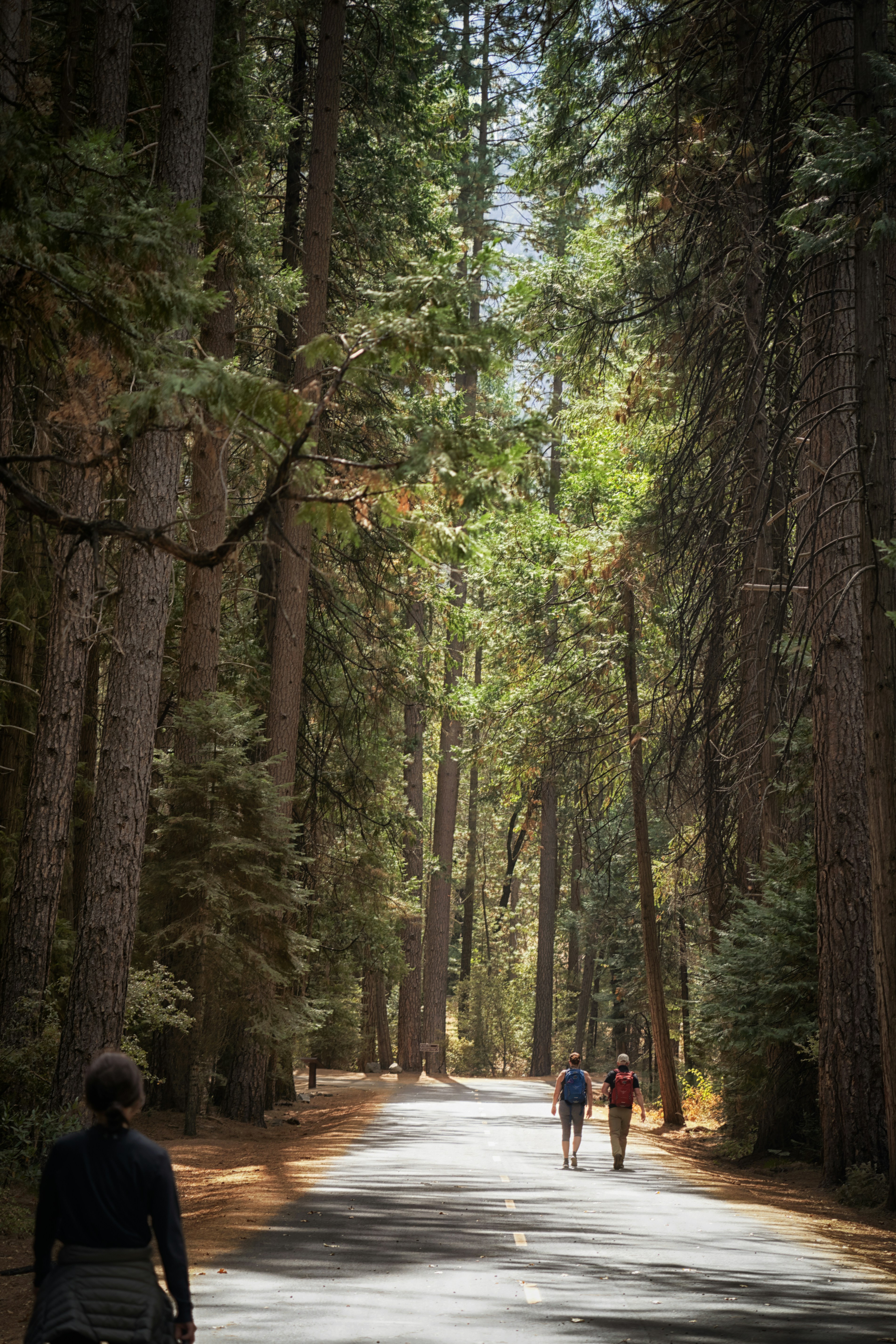 three person walking on road way surrounded by trees