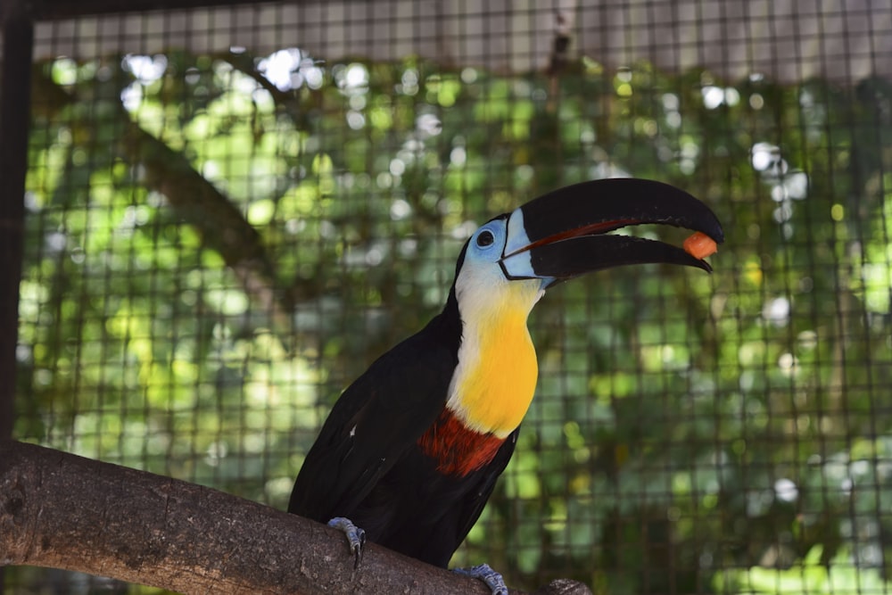 black and yellow bird inside cage