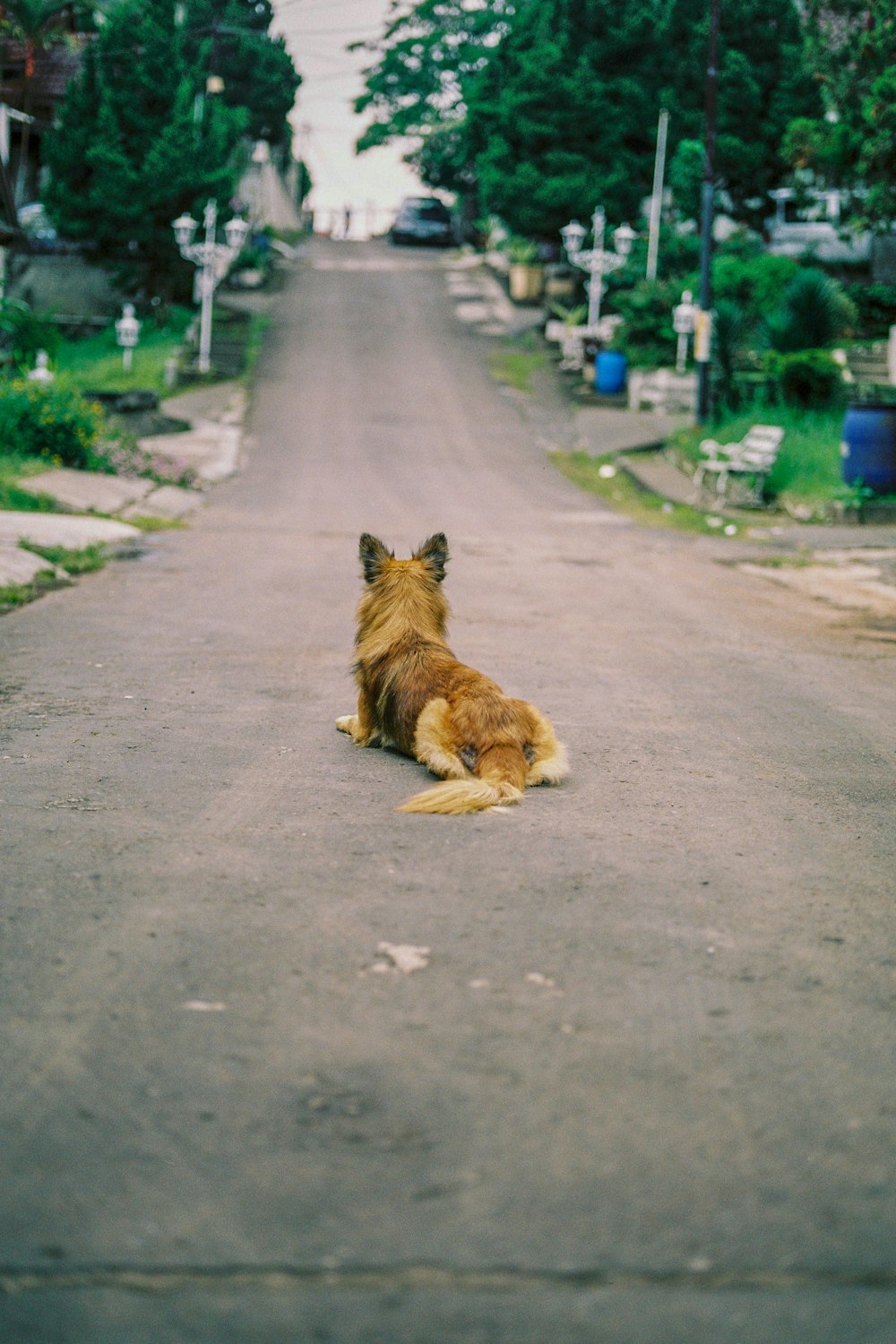 dog laying in the middle of road