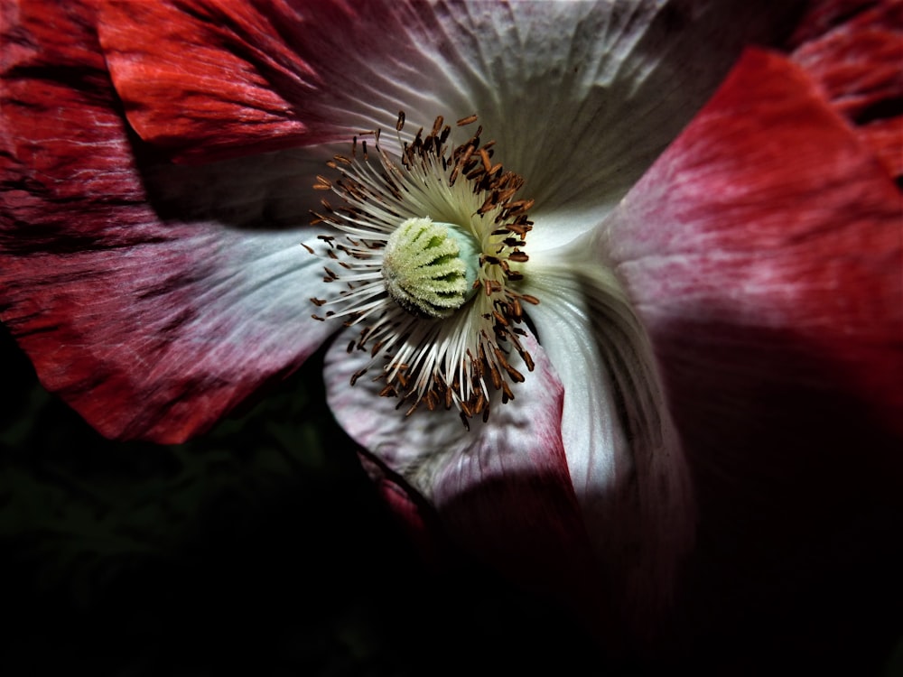 red and white petaled flowers