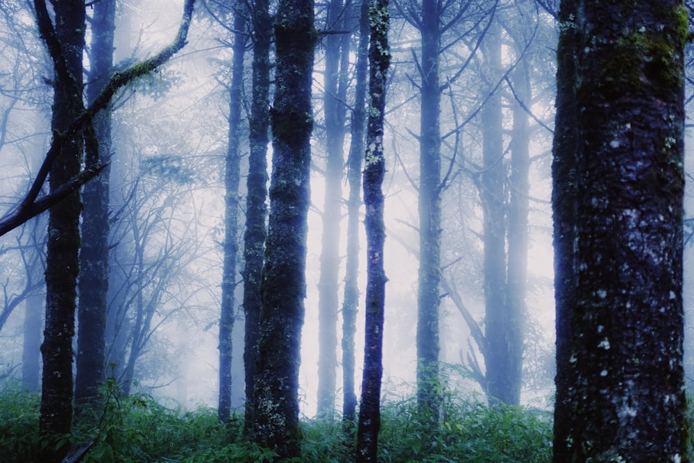 green and foggy forest during daytime