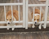 Two adult Corgis resting comfortably side by side in a cozy kennel corner.