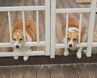 Two adult Corgis resting comfortably side by side in a cozy kennel corner.