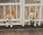 Two brown and white Corgis are resting their heads between the bars of a white fence. They are positioned side by side on a wooden deck, looking relaxed and slightly amused. The fence separates the dogs from the rest of the area.