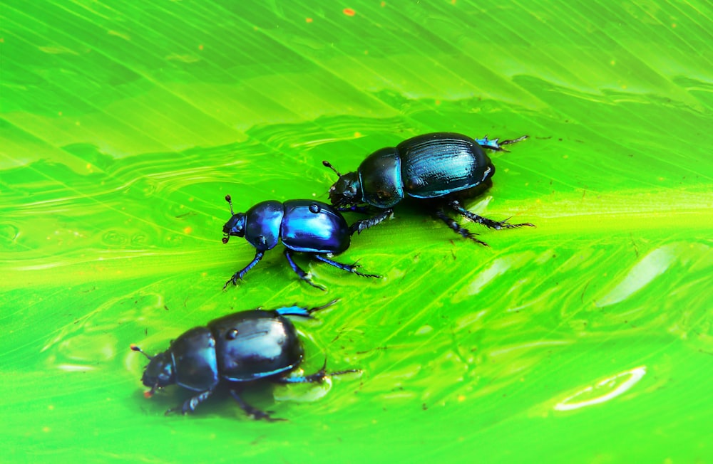 three black beetles