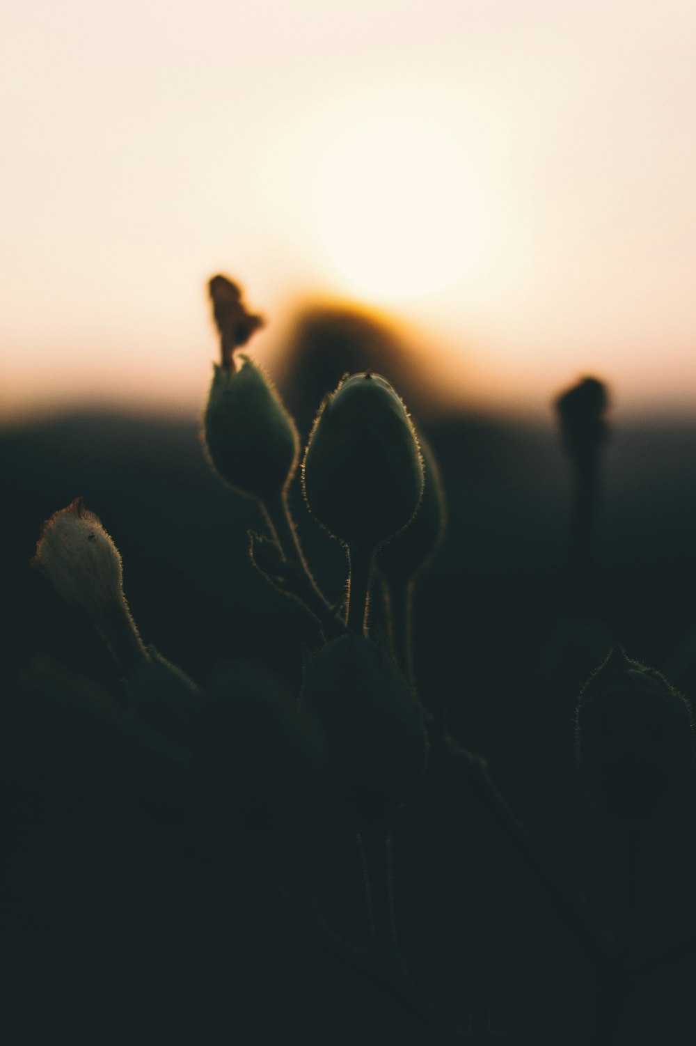 silhouette photography of flower