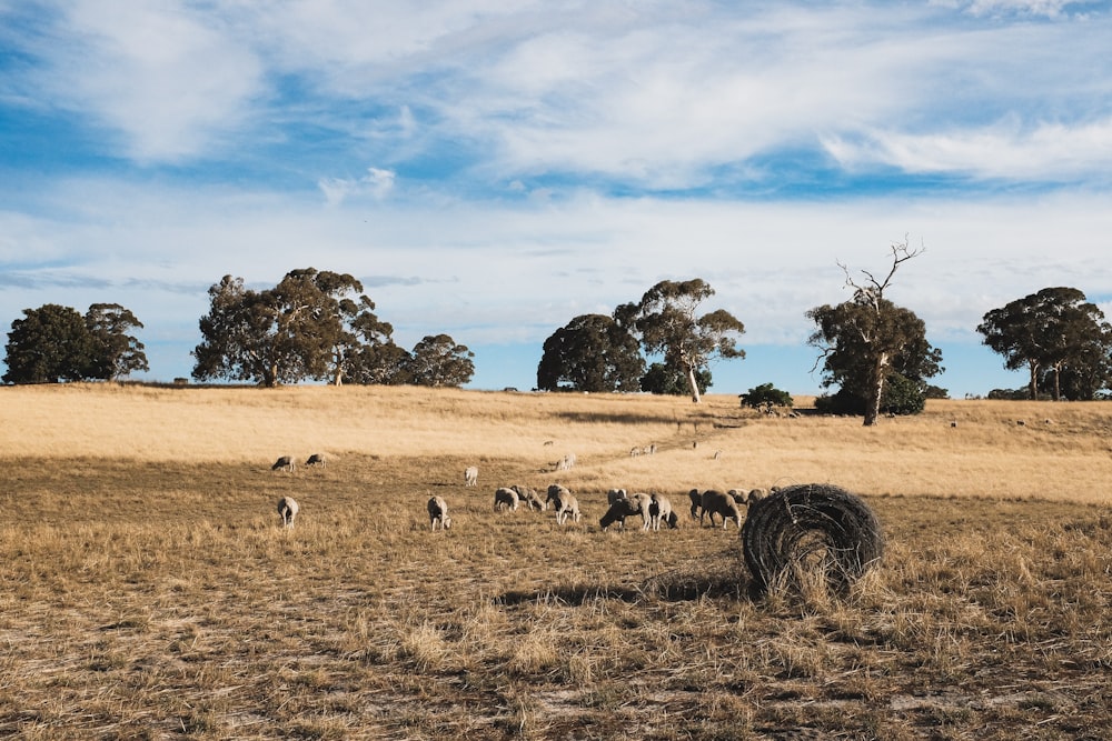 herd of animals wandered on top of brown grass field