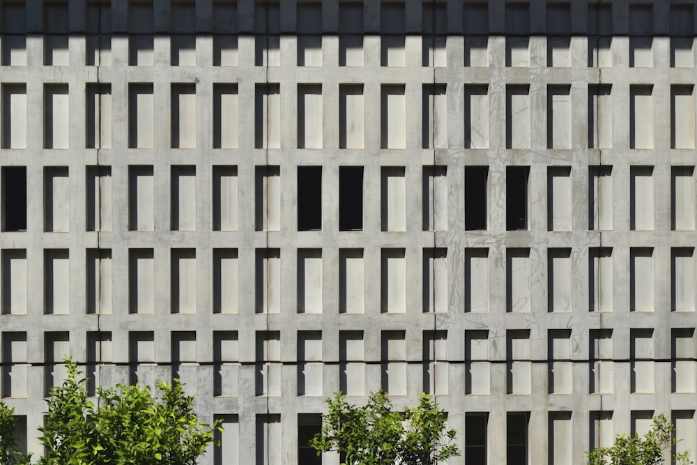 plants beside wall