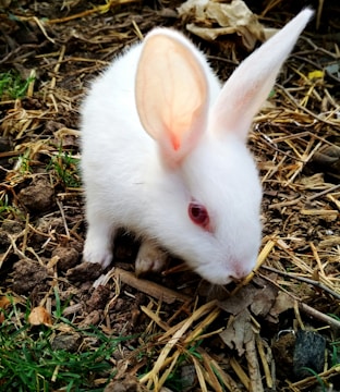 A white rabbit with pink ears and eyes stands on a bed of dried leaves and grass. Its fur contrasts with the earthy tones of the ground.