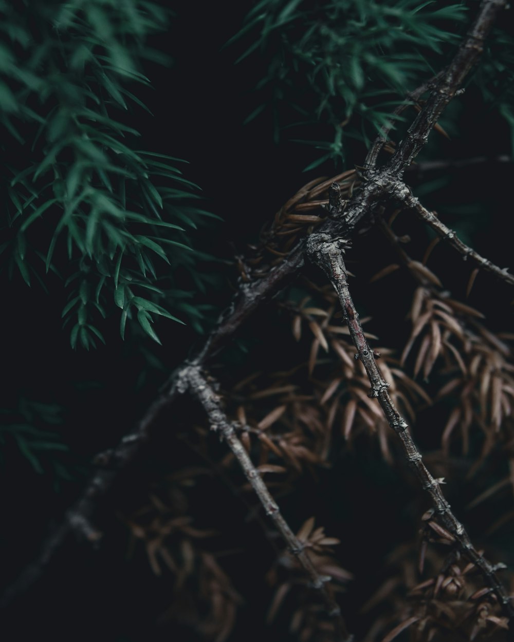 brown and green leaves