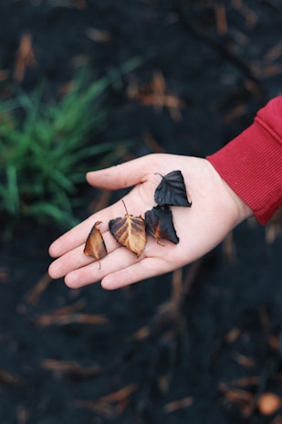 Hands gently holding a handful of dried kratom leaves ready for packaging