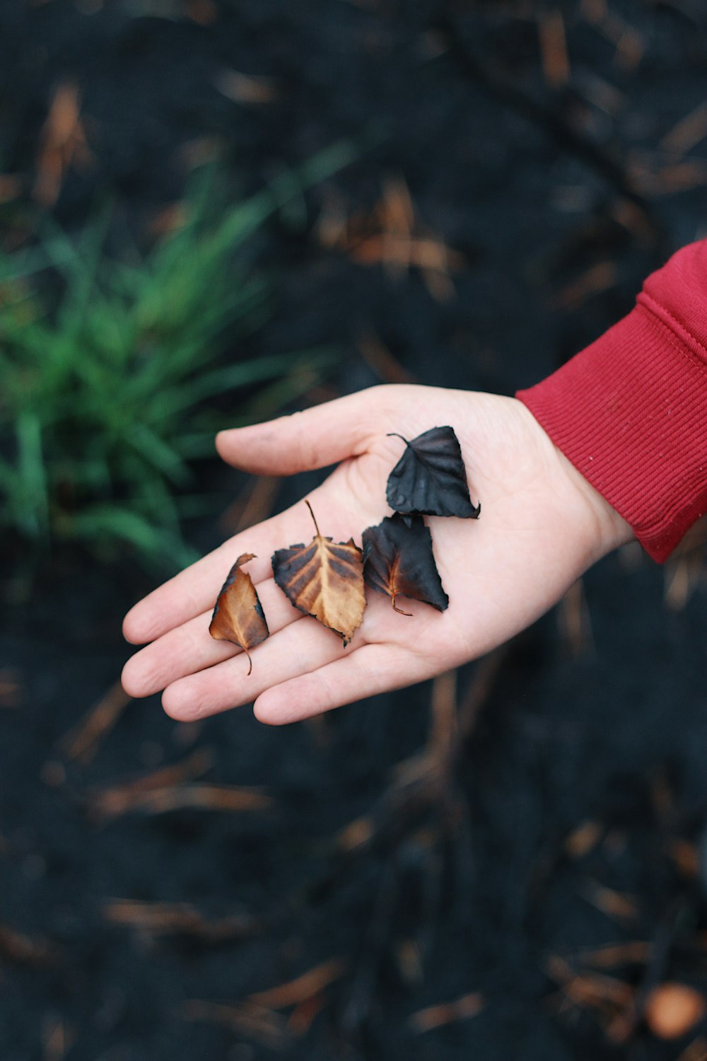 Cuatro hojas marrones y negras en la palma de la mano de la persona