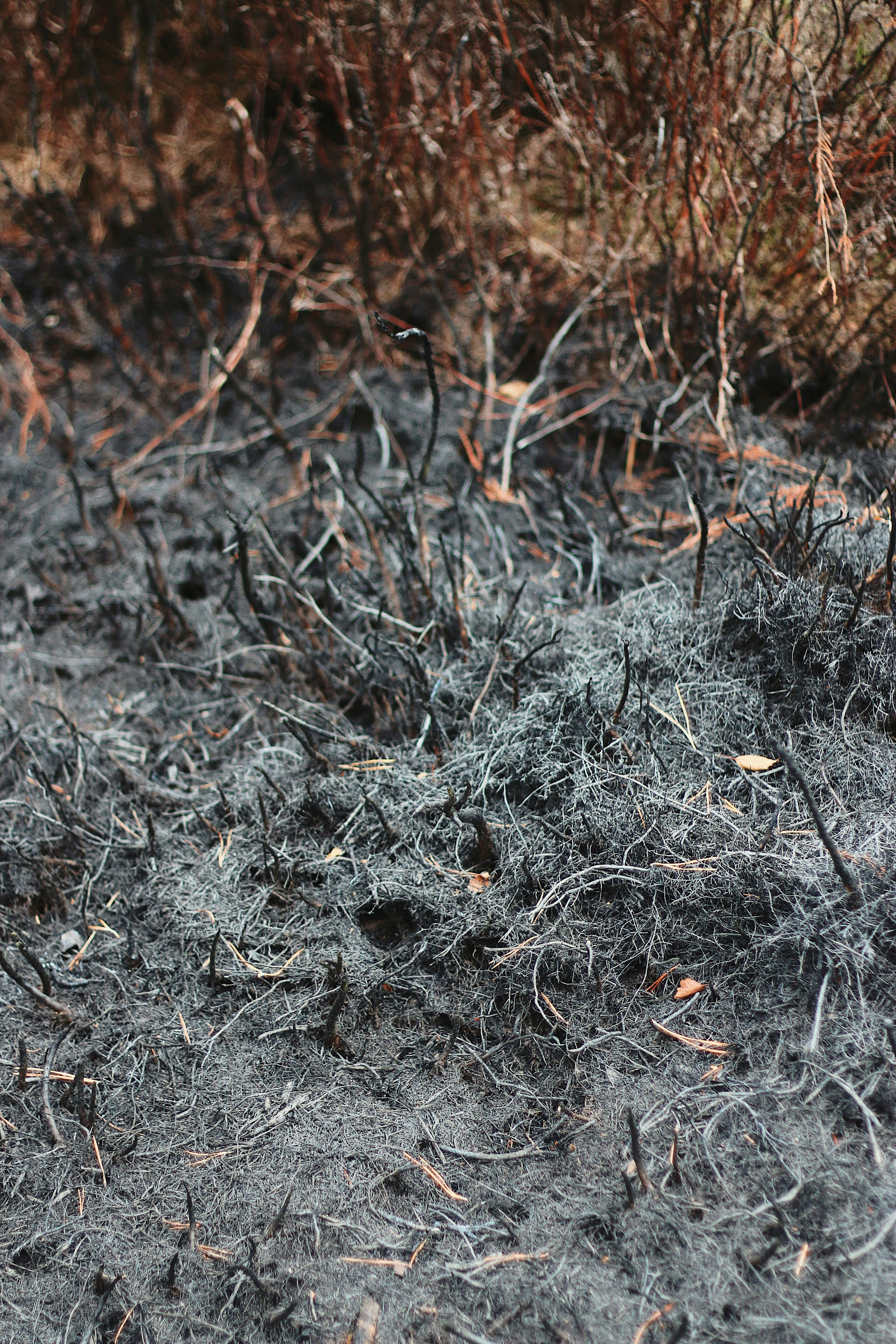 Modificaciones Antropogénicas del Medio Ambiente y su Impacto en Especies Silvestres