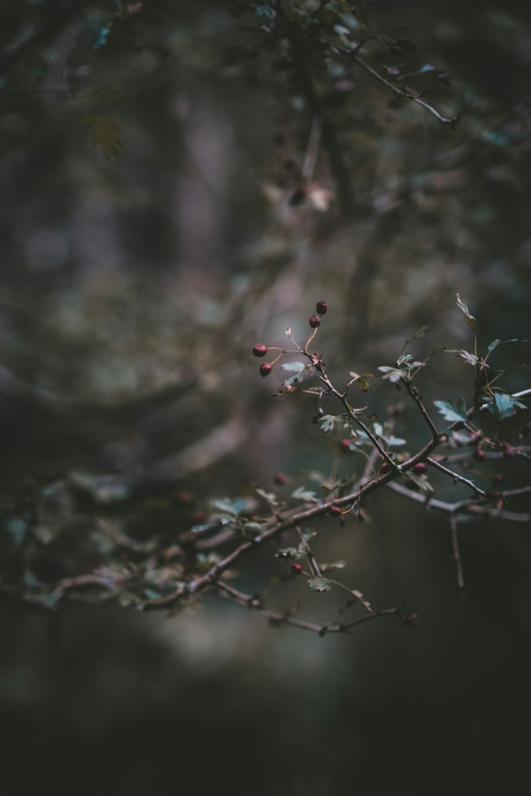 close up photography of tree branch