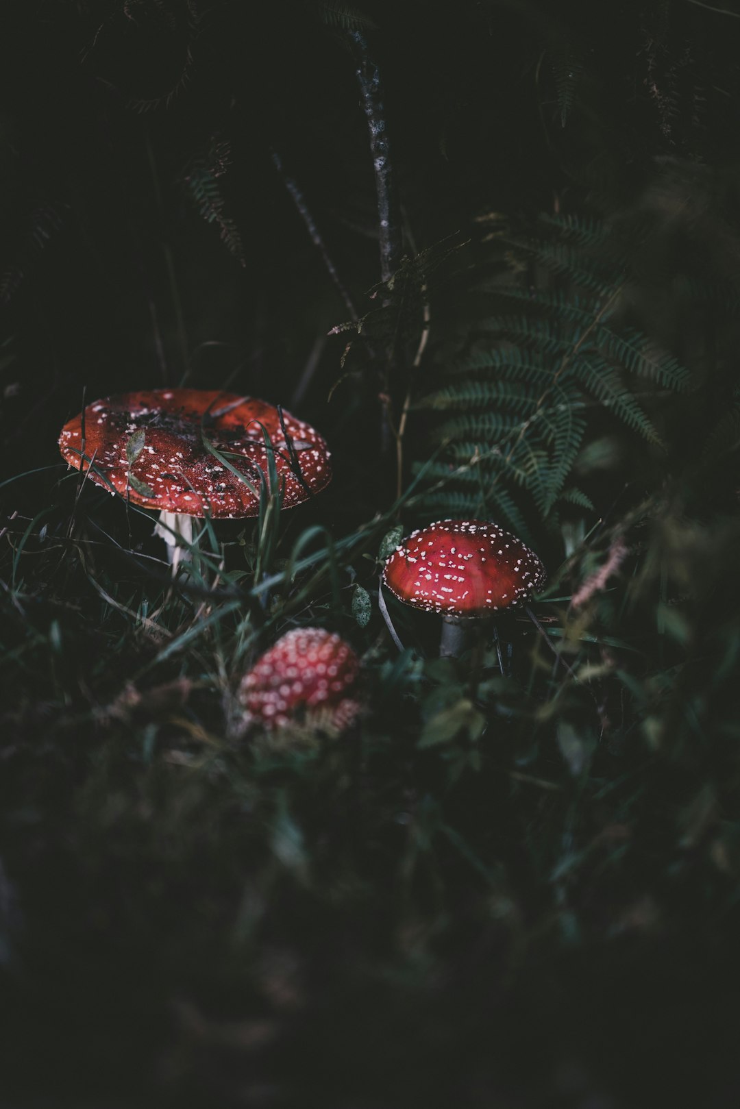 red mushroom at night