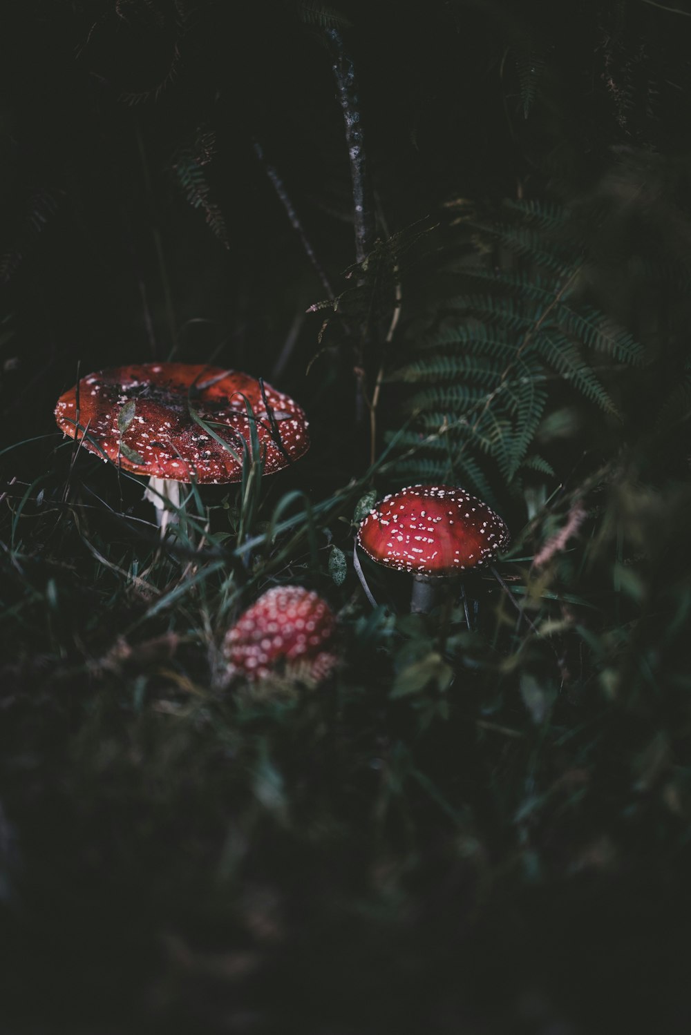 roter Pilz in der Nacht