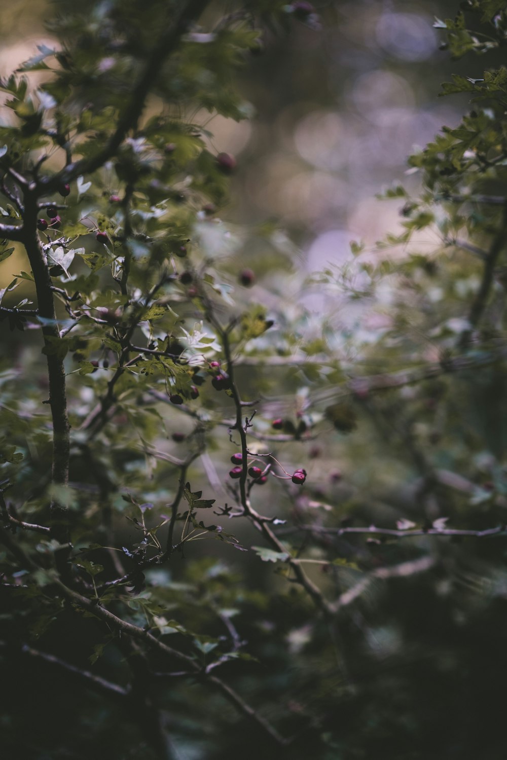 selective focus photo of plant