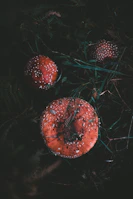 A handful of colorful lion's mane mushrooms with their unique spiky texture.