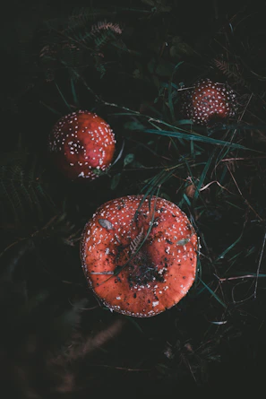 A handful of colorful lion's mane mushrooms with their unique spiky texture.