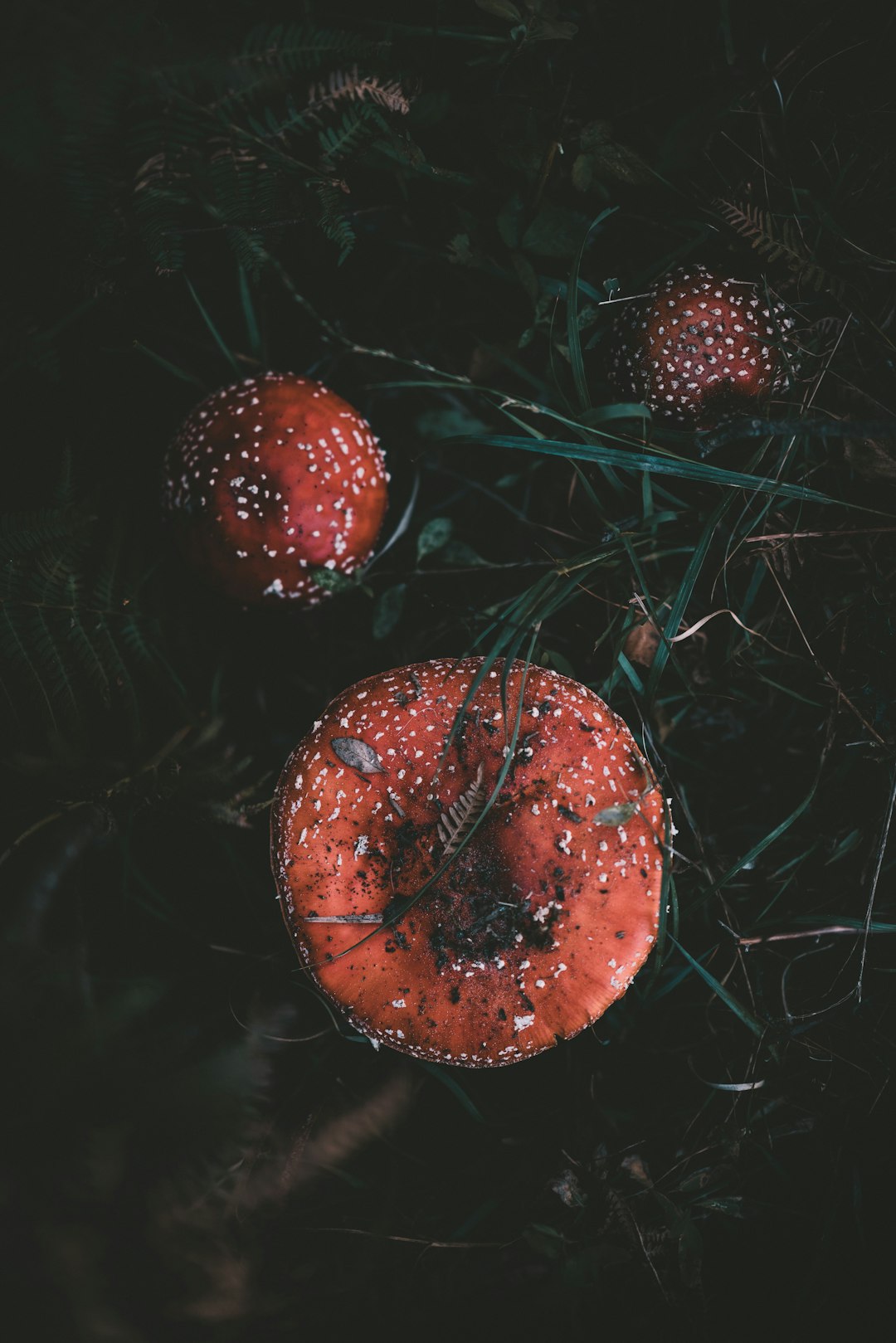 close-up photo of red mushrooms