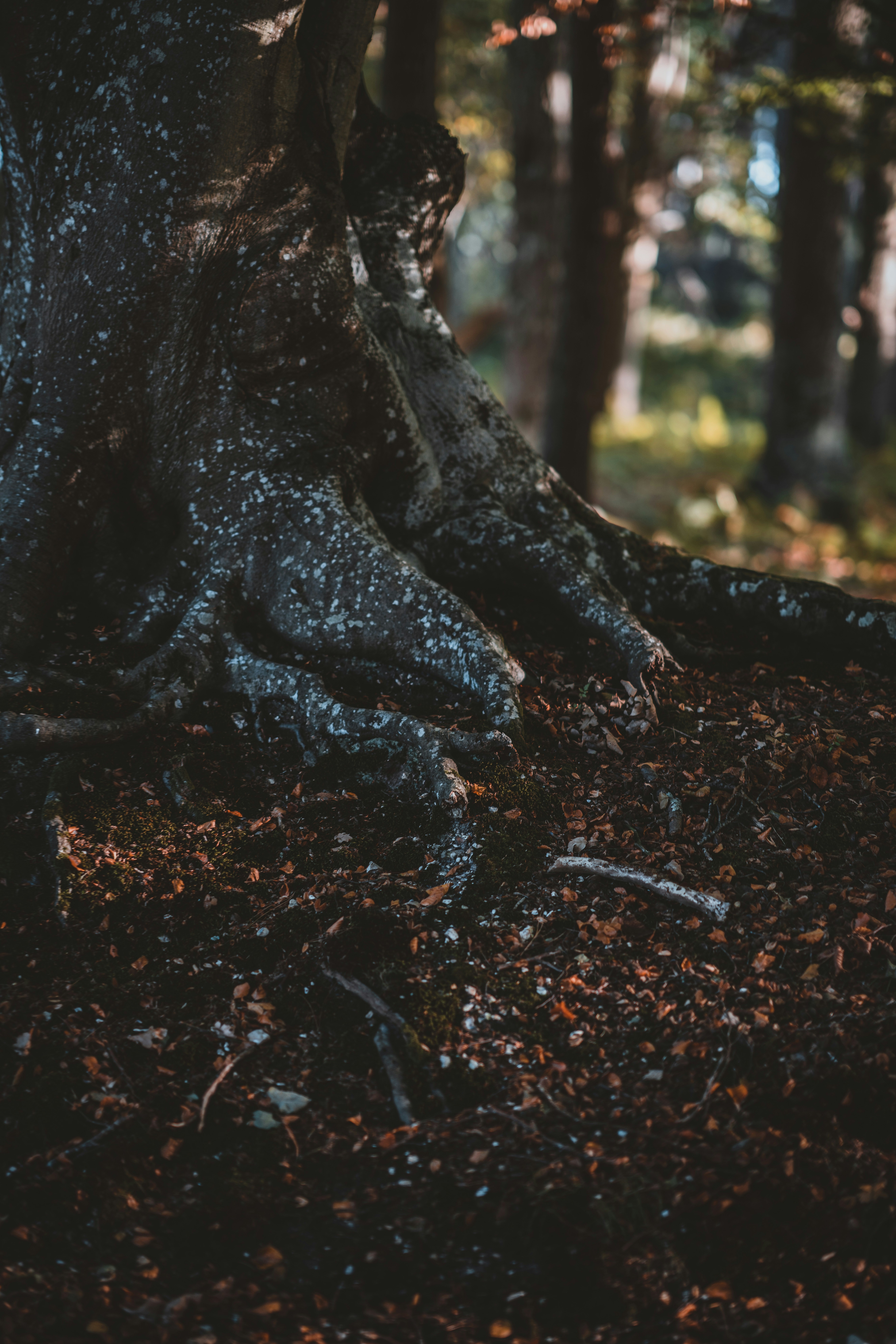 Photo by anniespratt