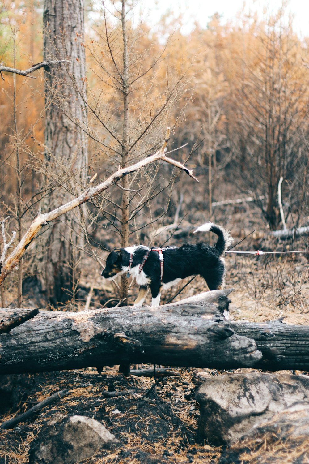 dog standing on log during daytime
