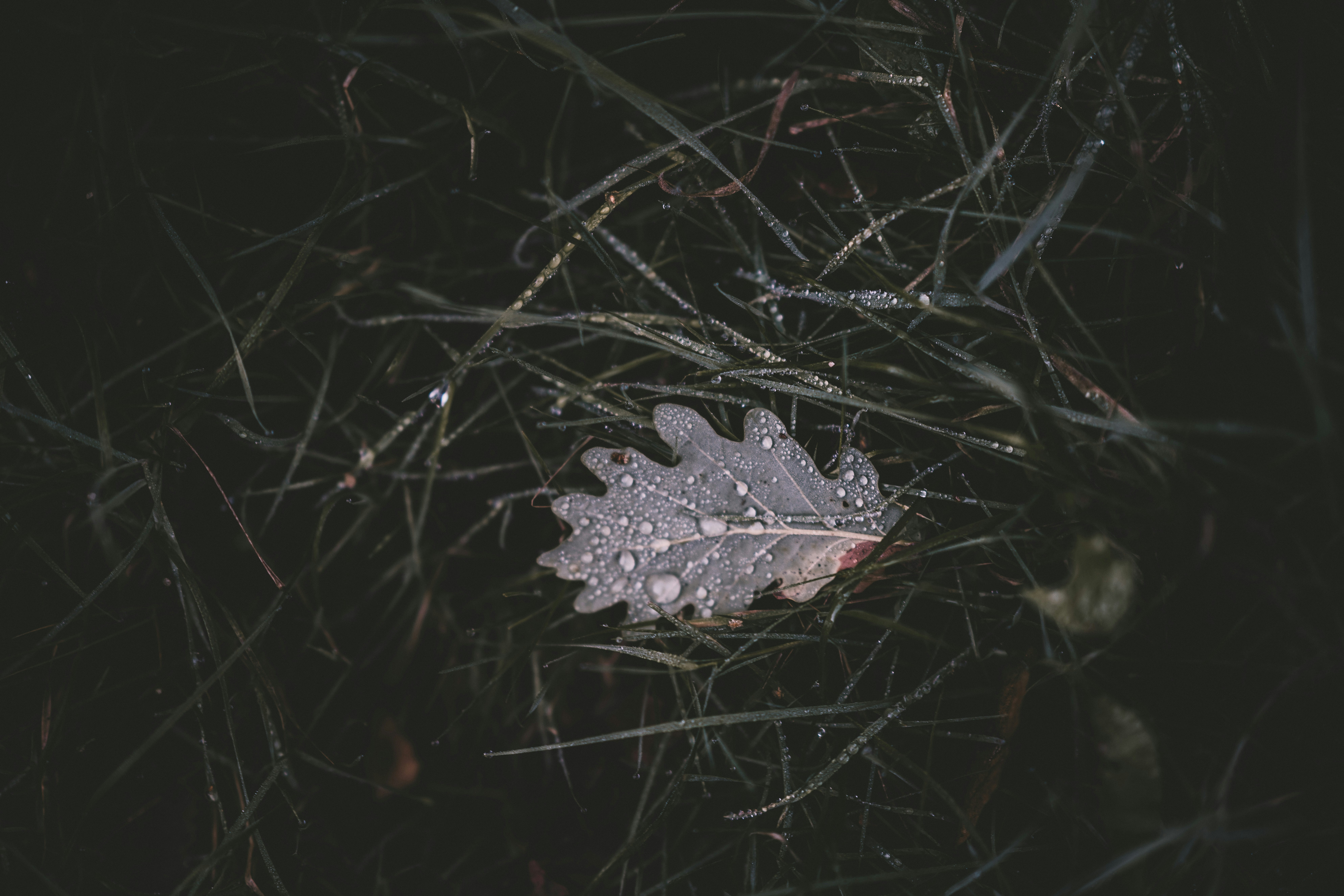 Photo by anniespratt